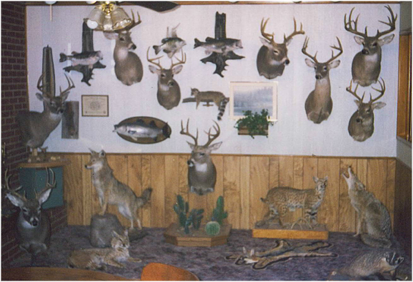 West Texas Taxidermy