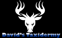 David's Taxidermy, taxidermist, Midland, Texas